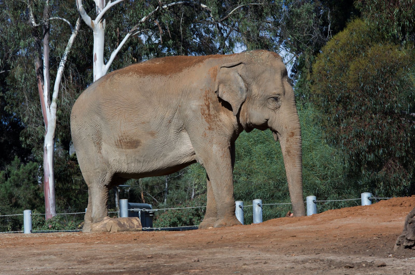 San Diego Zoo Part I 062